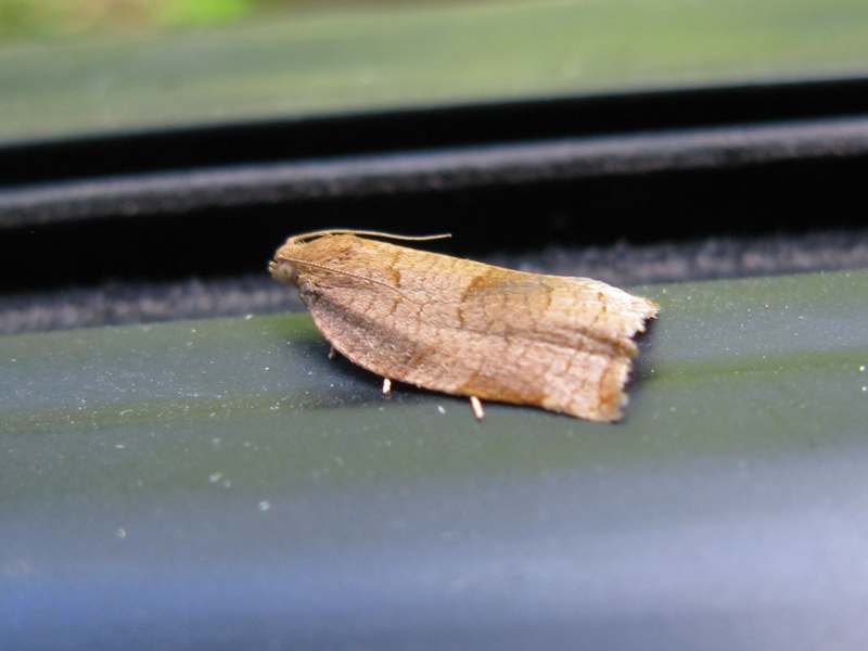 TORTRICIDAE da identificare?