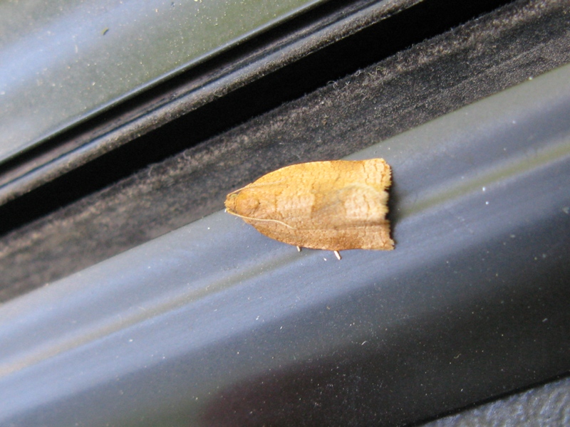 TORTRICIDAE da identificare?