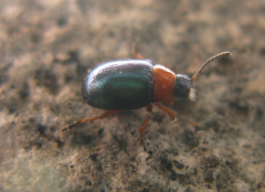 coleotterino verde e rosso da identificare?