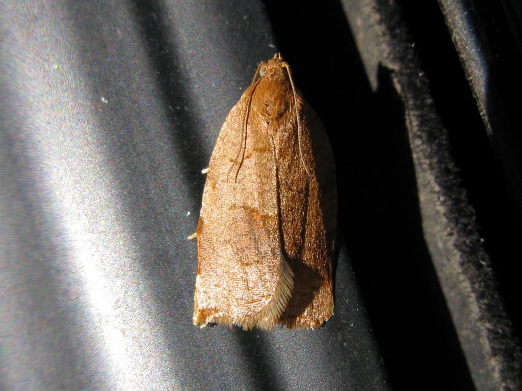 TORTRICIDAE da identificare?