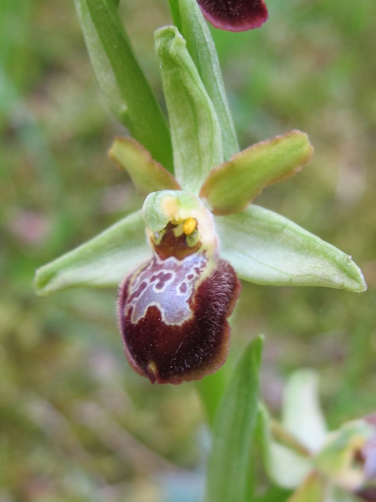 Ophrys argentaria?