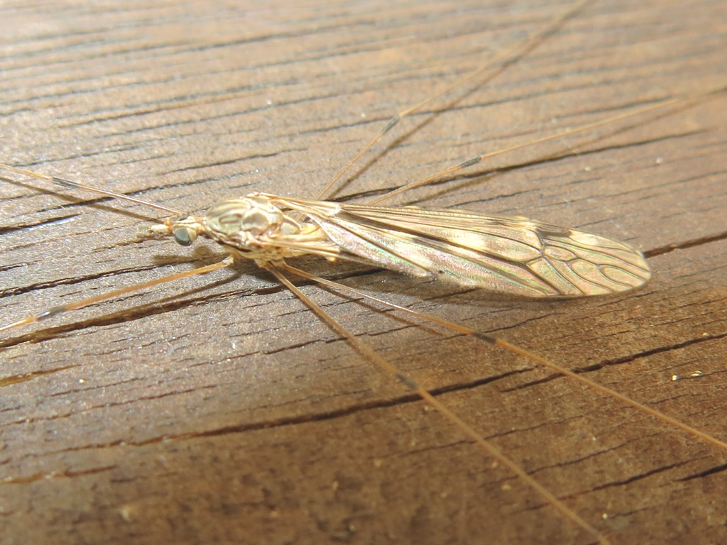 Tipula da determinare ?