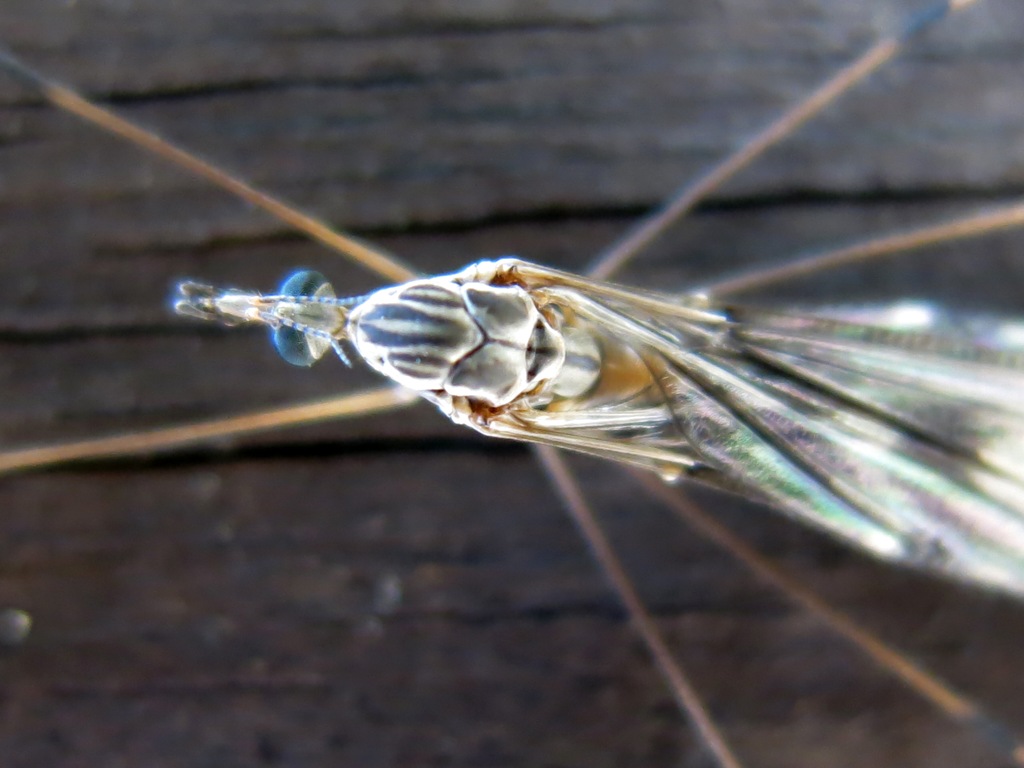 Tipula da determinare ?