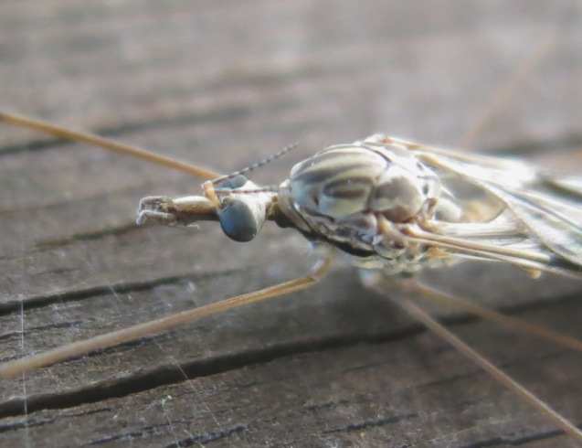 Tipula da determinare ?