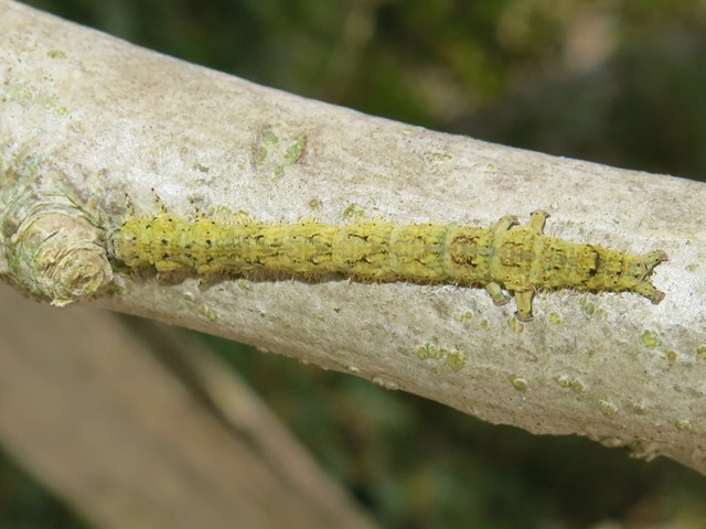 Bruco di Laspeyria flexula, Erebidae