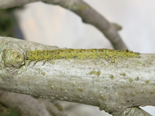 Bruco di Laspeyria flexula, Erebidae