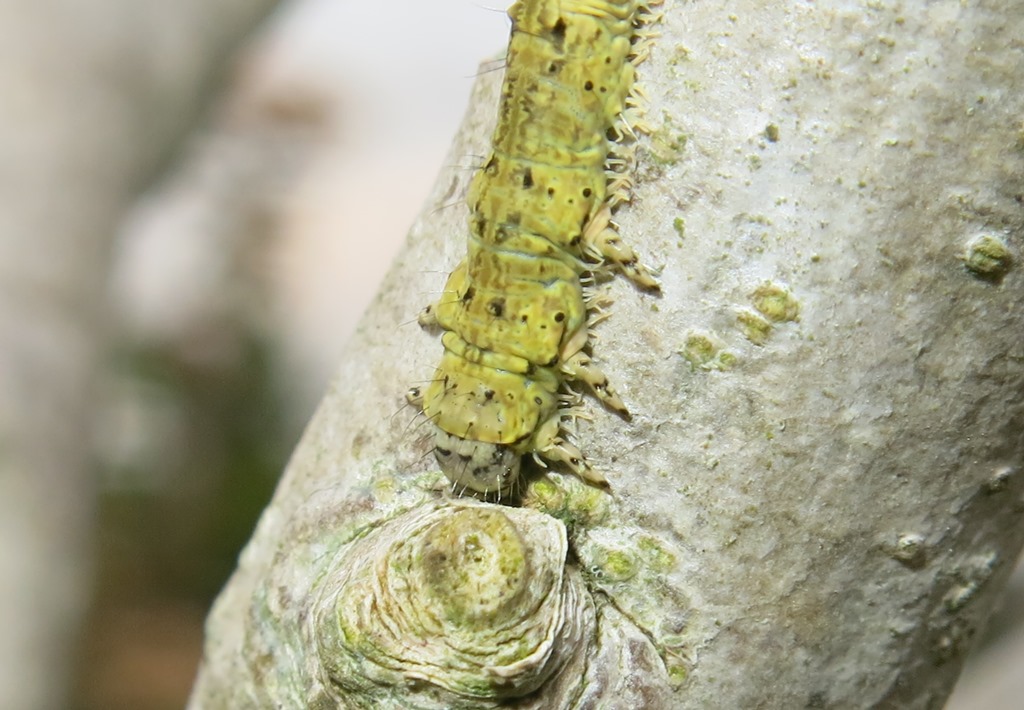 Bruco di Laspeyria flexula, Erebidae