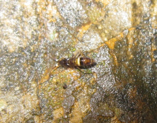 Entomobryidae - Orchesella cincta !