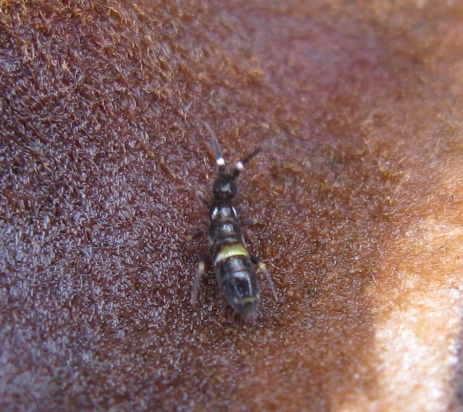 Entomobryidae - Orchesella cincta !