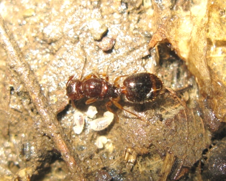 Femmina fondatrice di Aphaenogaster sp.