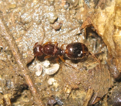 Femmina fondatrice di Aphaenogaster sp.