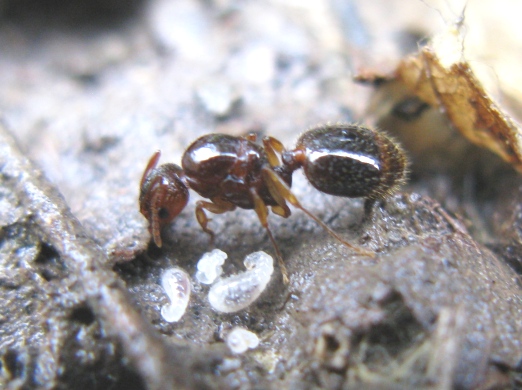 Femmina fondatrice di Aphaenogaster sp.