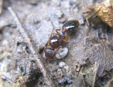 Femmina fondatrice di Aphaenogaster sp.