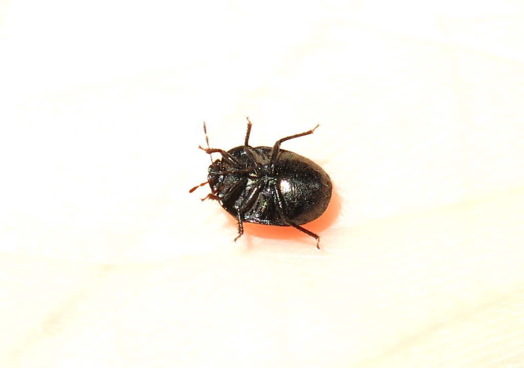 Thyreocoridae:  Thyreocoris  fulvipennis