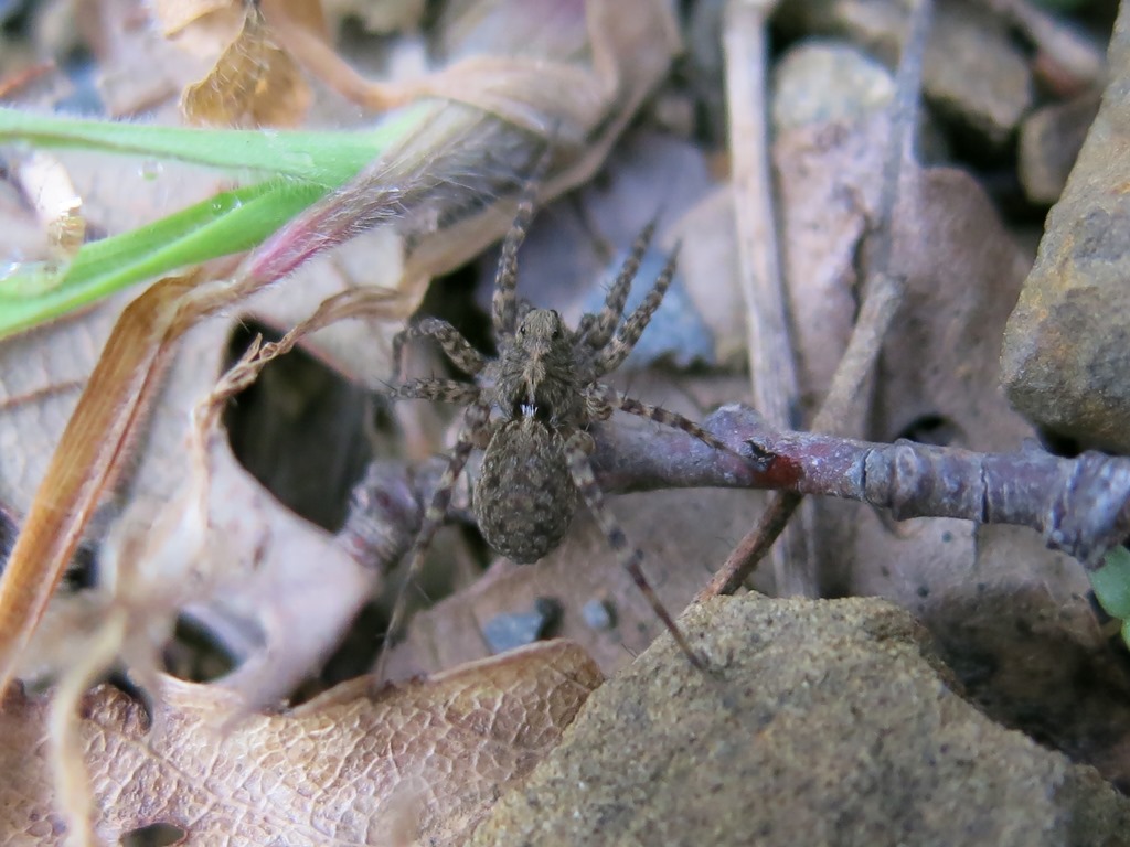 Lycosidae:  Pardosa sp.  - Acquapebndente (VT)