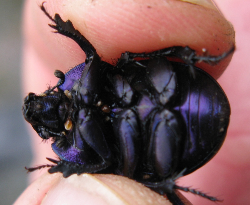 Geotrupidae - Trypocopris pyrenaeus cyanicolor ?