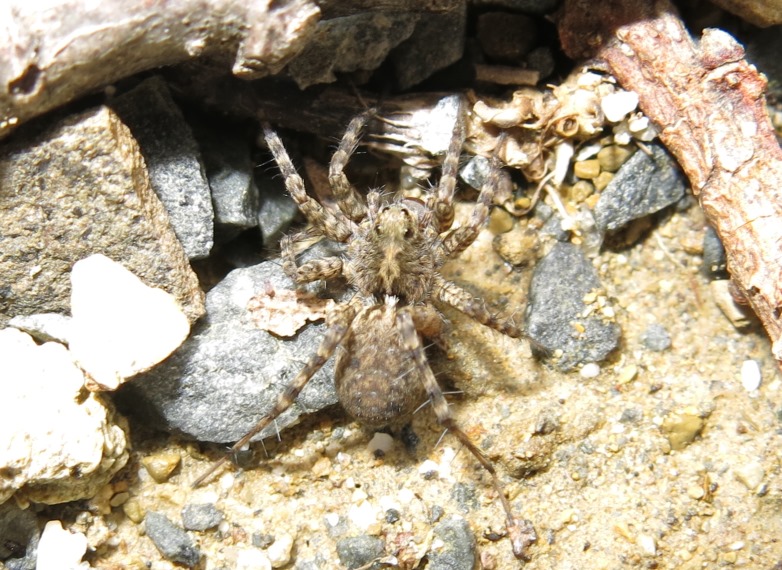 Lycosidae:  Pardosa sp.  - Acquapebndente (VT)