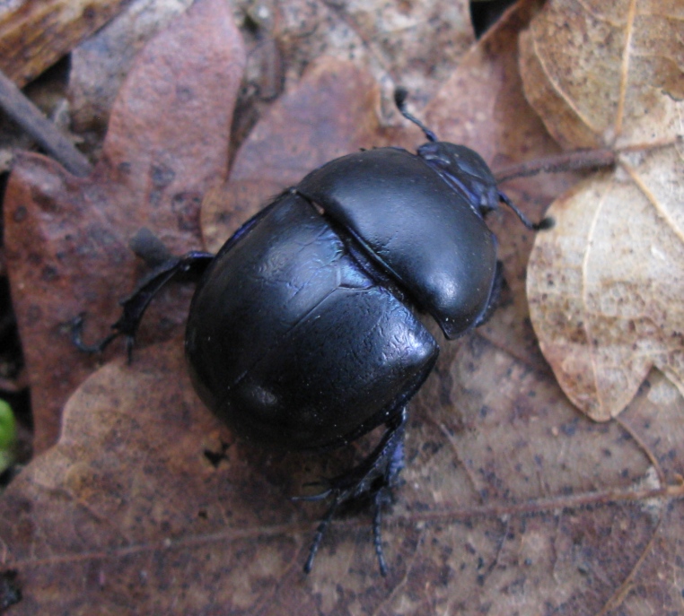 Geotrupidae - Trypocopris pyrenaeus cyanicolor ?
