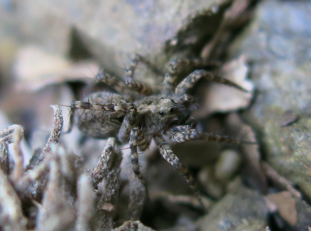 Lycosidae:  Pardosa sp.  - Acquapebndente (VT)