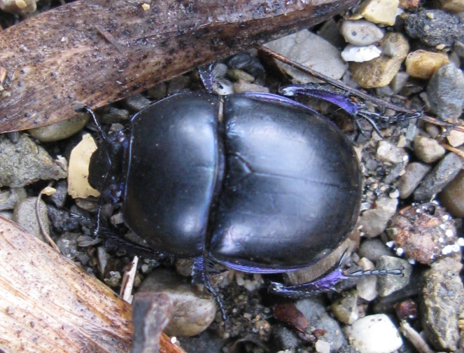Geotrupidae - Trypocopris pyrenaeus cyanicolor ?