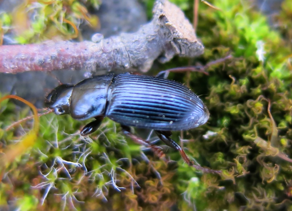 Carabidae: Harpalus cfr. rubripes