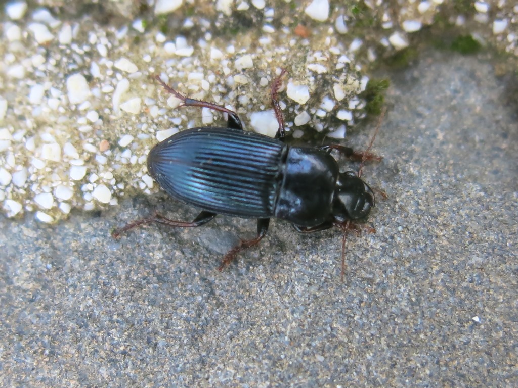 Carabidae: Harpalus cfr. rubripes