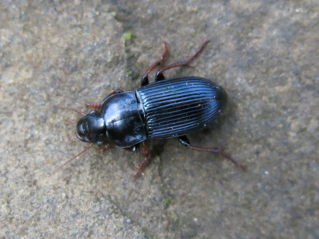 Carabidae: Harpalus cfr. rubripes