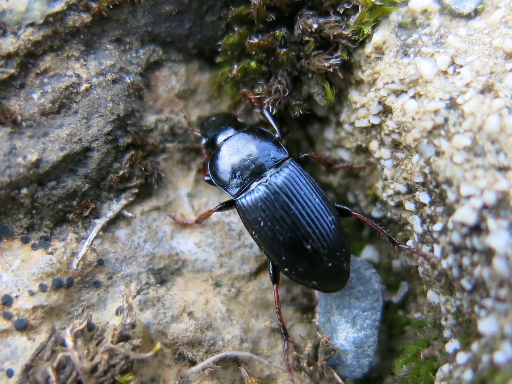 Carabidae: Harpalus cfr. rubripes