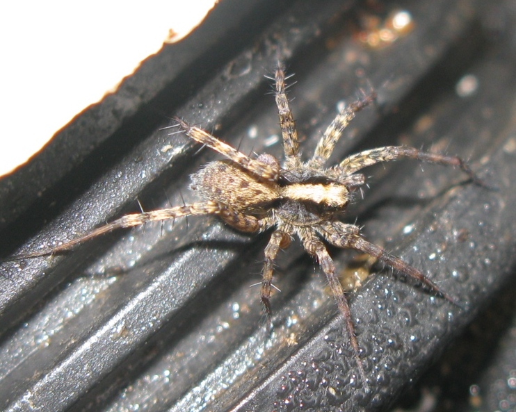Pardosa lugubris s.l. - Acquapendente (VT)