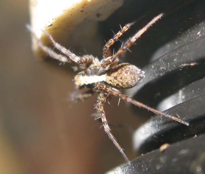 Pardosa lugubris s.l. - Acquapendente (VT)