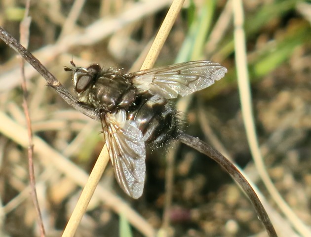 Ernestia sp. (Tachinidae)