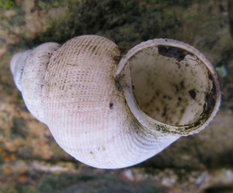 Gastropoda da determinare 6 ?