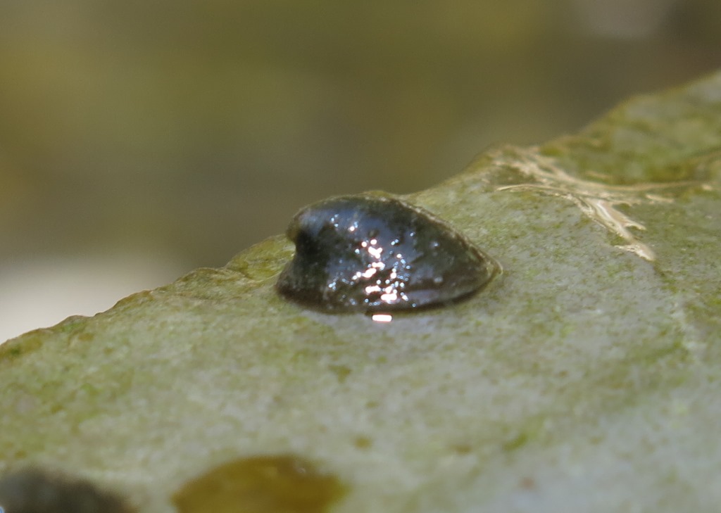 Piccolo mollusco acquatico da determinare