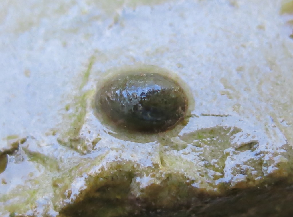 Piccolo mollusco acquatico da determinare