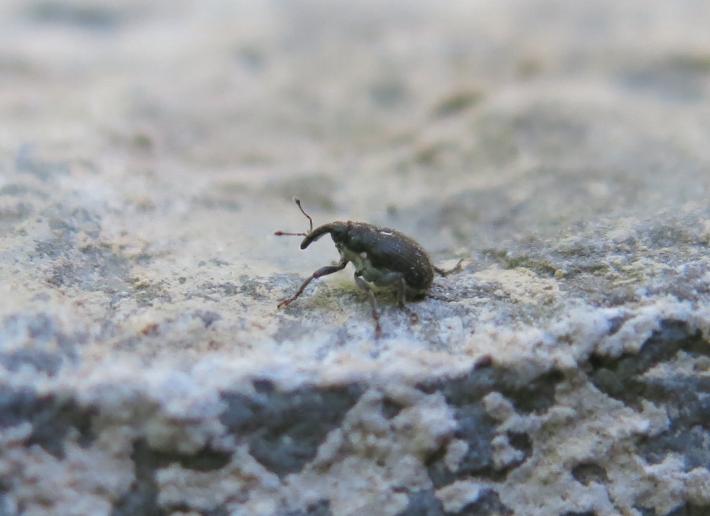 Curculionidae: Zacladus exiguus