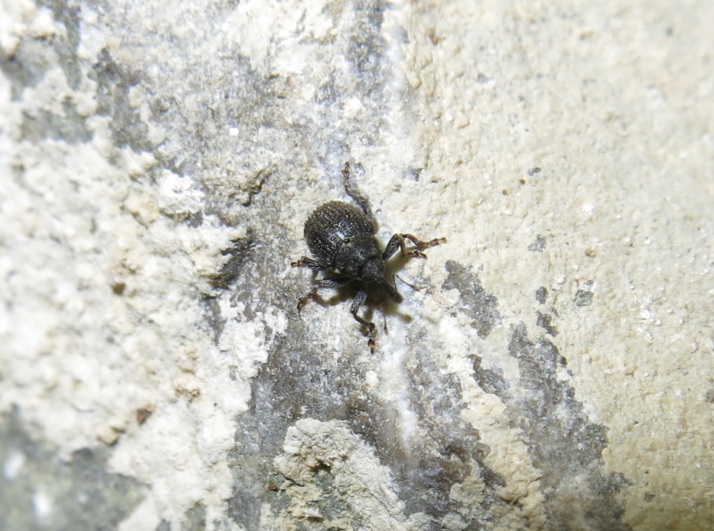 Curculionidae: Zacladus exiguus