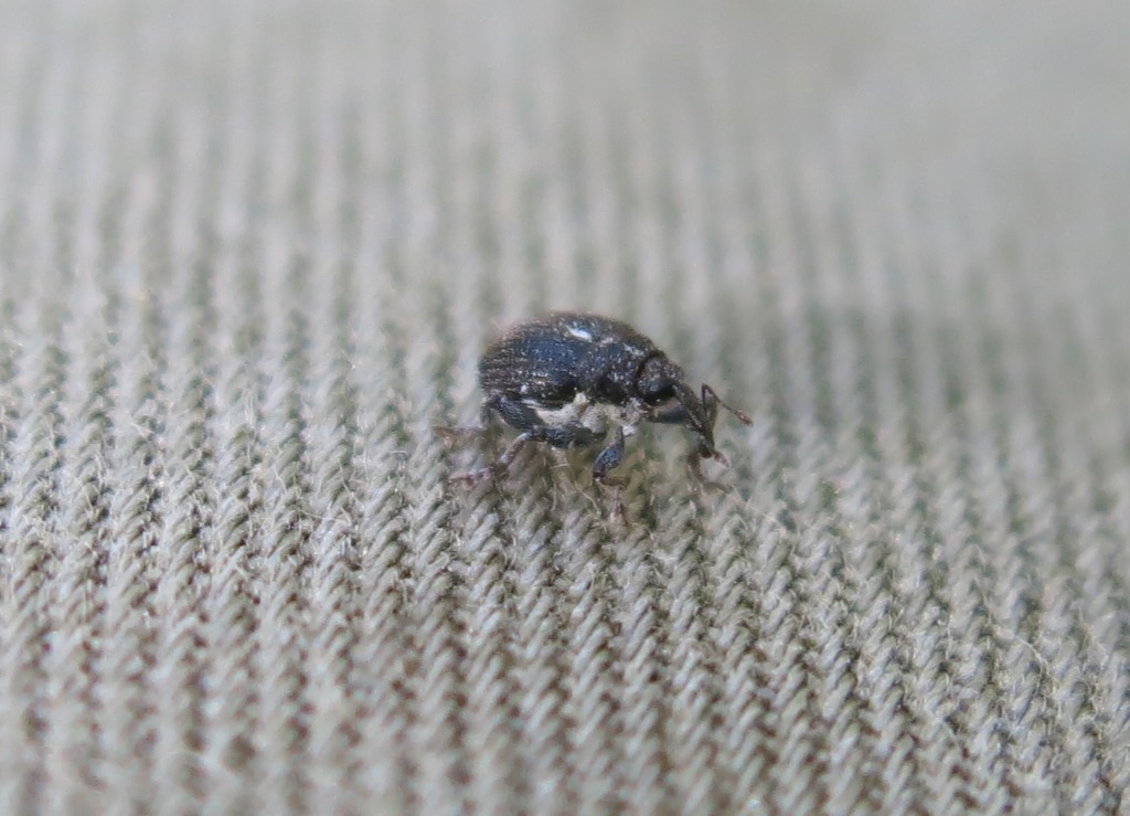 Curculionidae: Zacladus exiguus