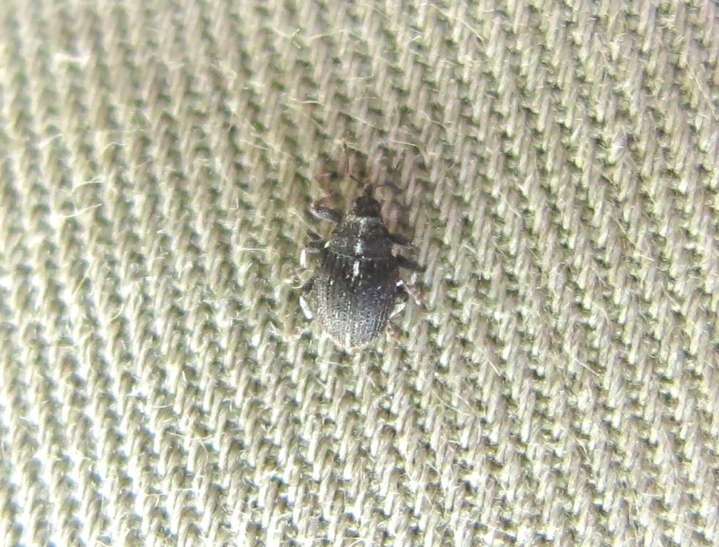 Curculionidae: Zacladus exiguus