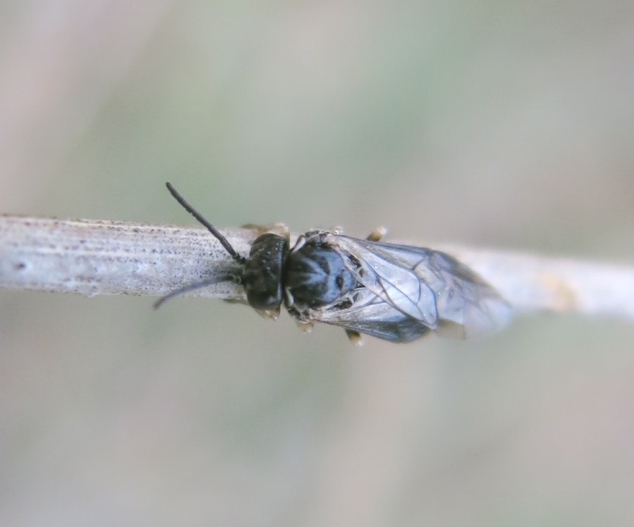 Tenthredinidae Blennocampinae:  cfr. Claremontia sp.