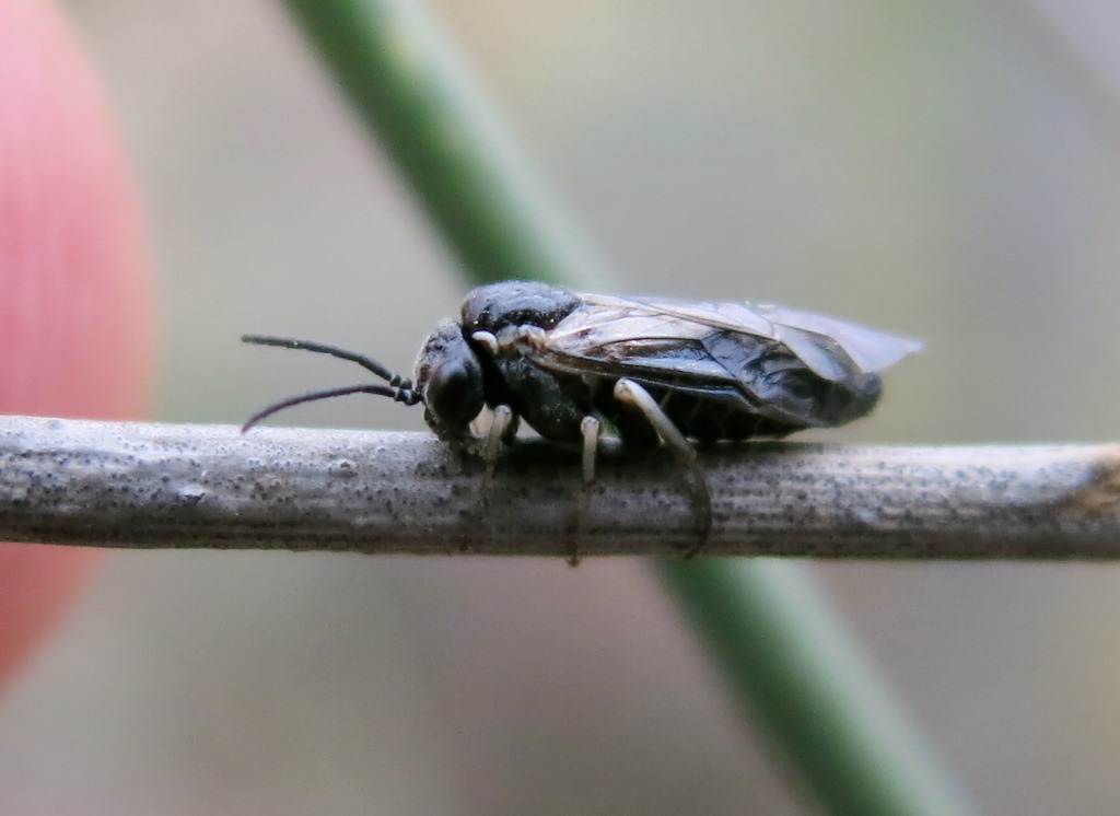 Tenthredinidae Blennocampinae:  cfr. Claremontia sp.