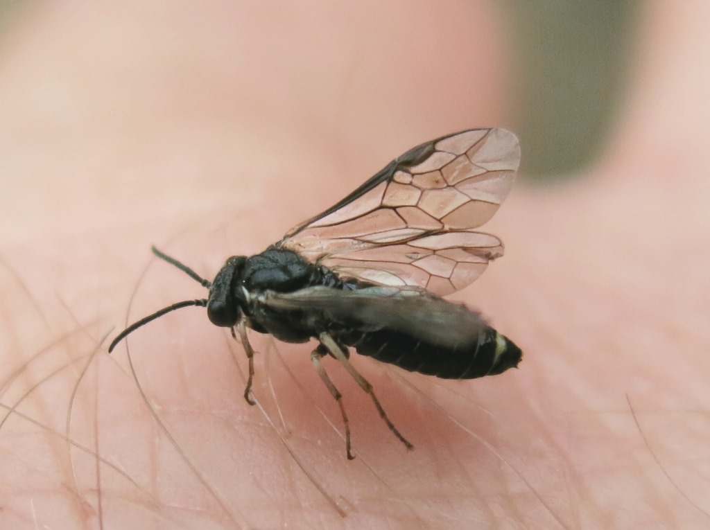 Tenthredinidae Blennocampinae:  cfr. Claremontia sp.