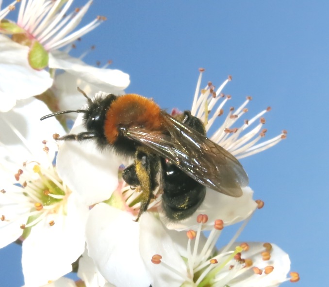 Andrena thoracica