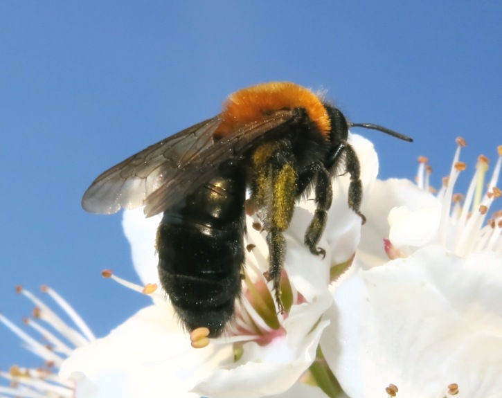 Andrena thoracica