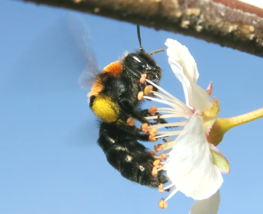 Andrena thoracica