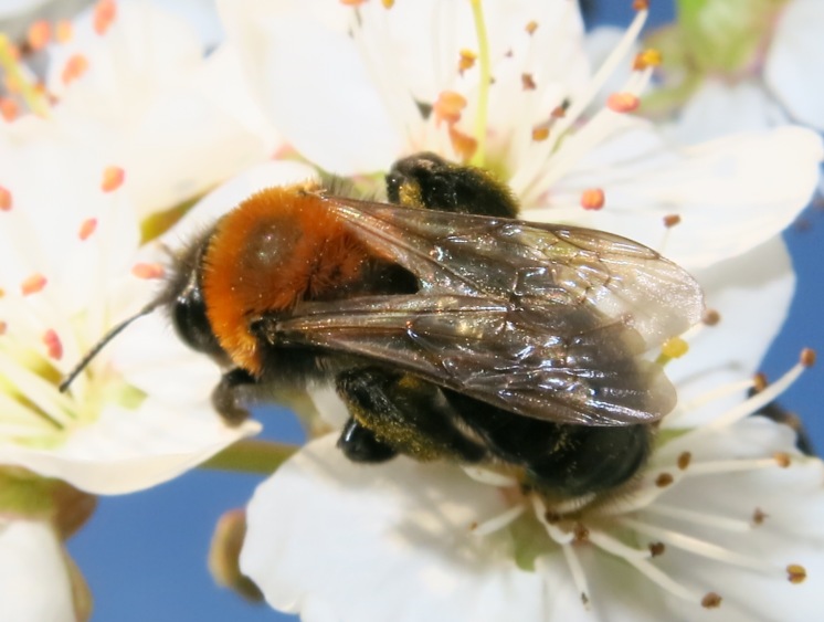 Andrena thoracica