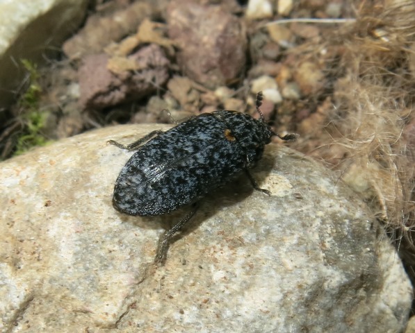 Dermestes murinus, Dermestidae