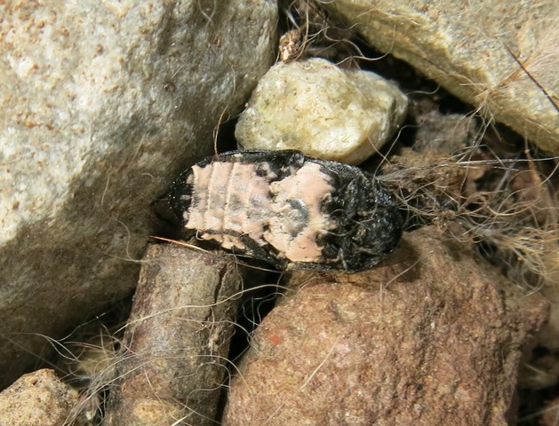 Dermestes murinus, Dermestidae