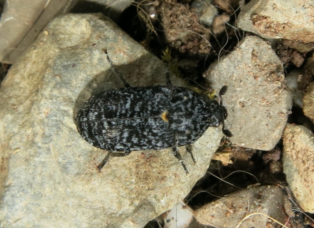 Dermestes murinus, Dermestidae