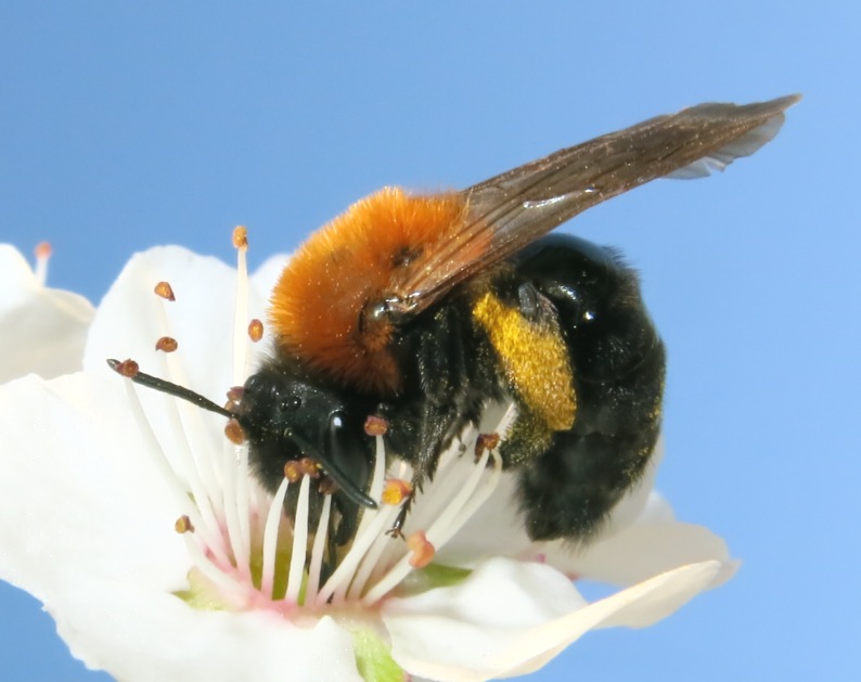 Andrena thoracica