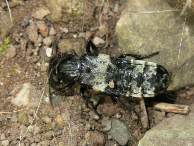 Creophilus maxillosus (Staphylinidae)